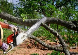 Best Tree Preservation Services  in Belgrade, MT